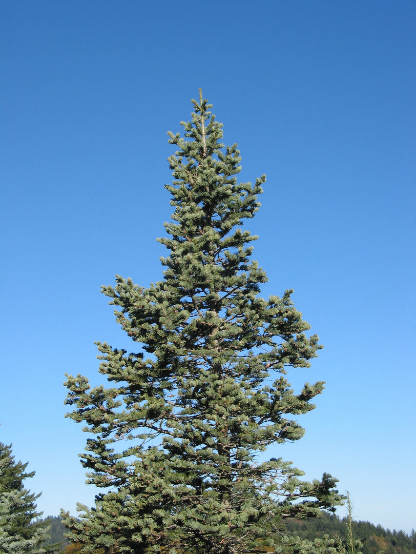 bigwhitefir.jpg