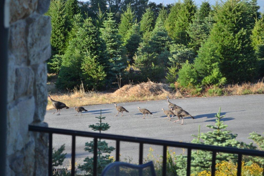 Turkeys.jpg