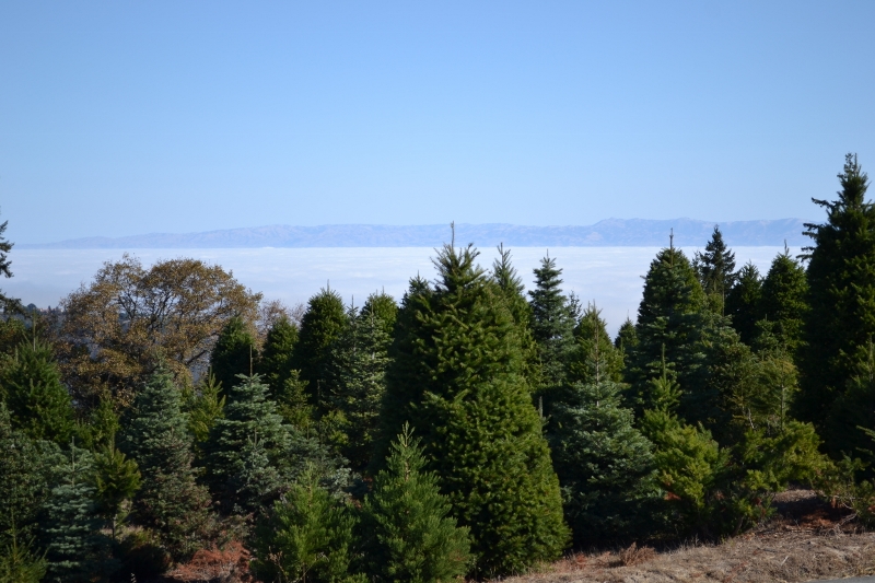 inversionlayer.jpg