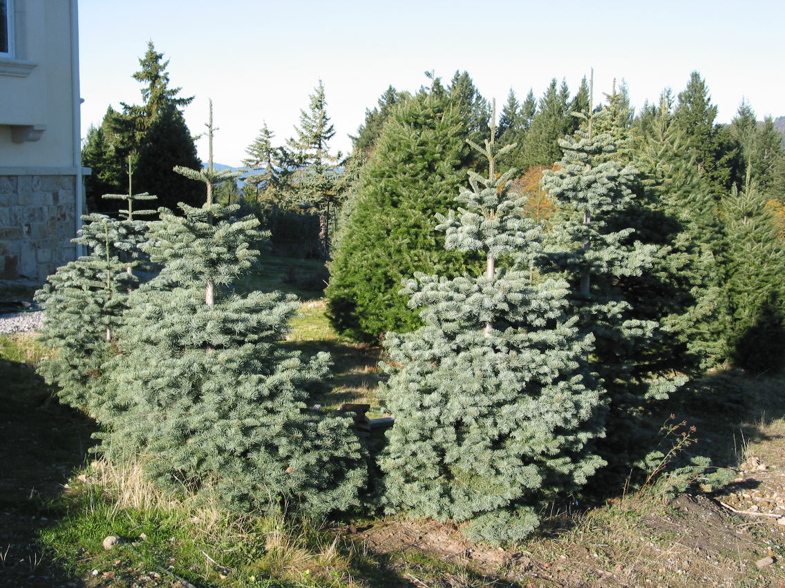 silvertip.jpg